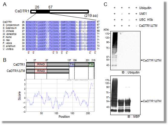 Amino acid sequence analysis and in vitro auto-ubiquitination of pepper CaDTR1