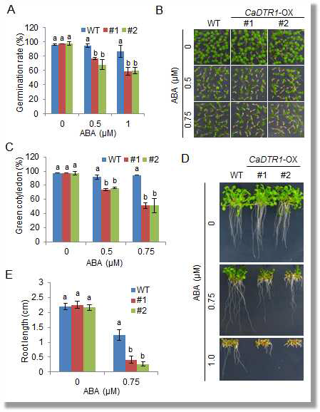 Increased sensitivity of CaDTR1-overexpressing (OX) plants to abscisic acid (ABA) during germination and seedling growth