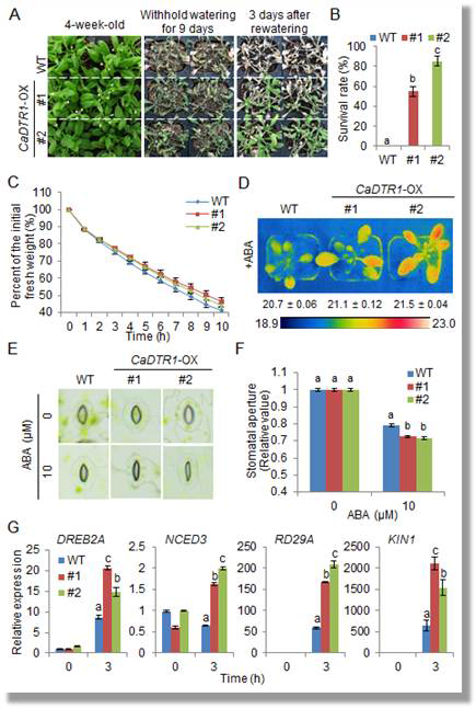 Enhanced tolerance of CaDTR1-OX plants to drought stress