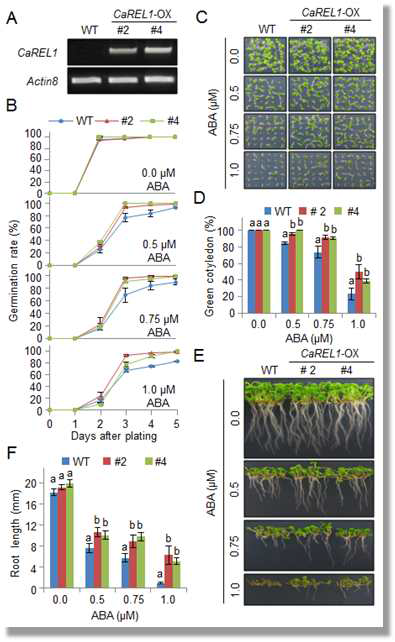 Reduced sensitivity of CaREL1-OX transgenic Arabidopsis lines to ABA