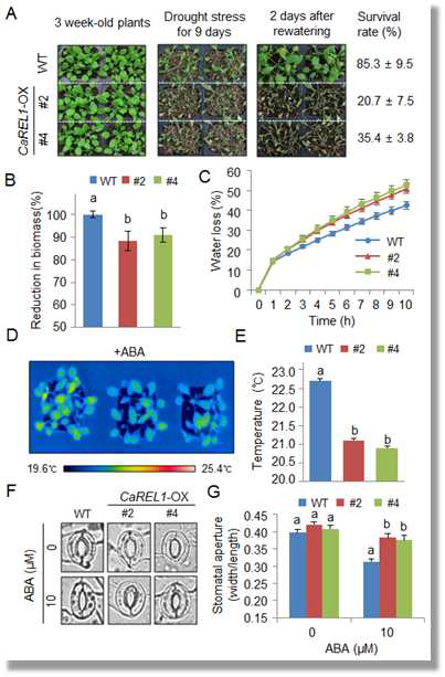 Reduced tolerance of CaREL1-OX plants to drought stress