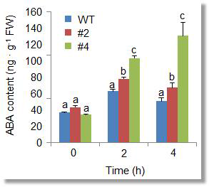 Increased accumulation of ABA in CaREL1-OX plants exposed to drought stress