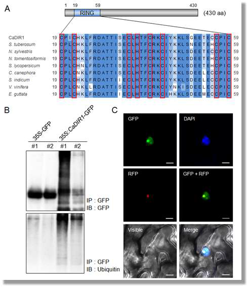 Amino acid sequence analysis, subcellular localization and in vivo self-ubiquitination of pepper CaDIR1