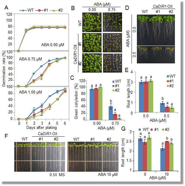 Enhanced and reduced sensitivity of CaDIR1-OX plants to abscisic acid