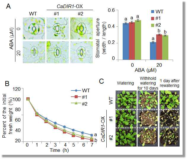 Reduced tolerance of CaDIR1-OX plants to drought stress