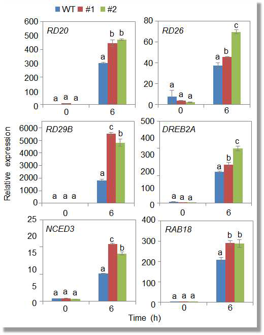 qRT-PCR analysis of drought-inducible genes