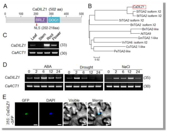 Molecular characterization of the CaDILZ1 protein