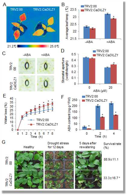 Increased susceptibility of CaDILZ1-silenced pepper plants to dehydration stress