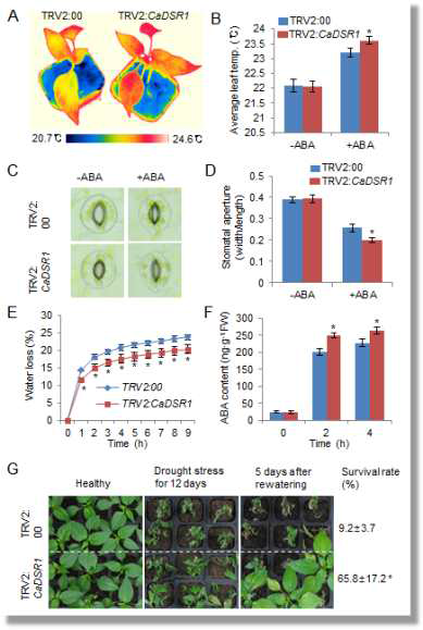 Enhanced tolerance of CaDSR1-silenced pepper plants to dehydration stress