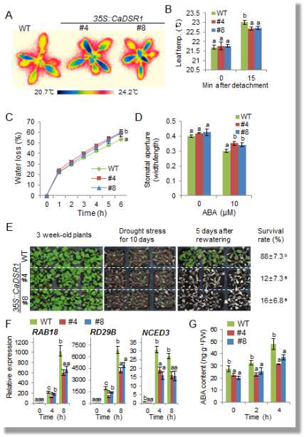 Increased susceptibility of 35S::CaDSR1 transgenic Arabidopsis plants to dehydration stress