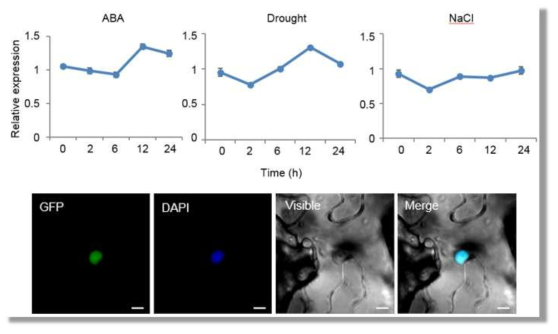 Expression of subcellular localization of CaAIBZ1