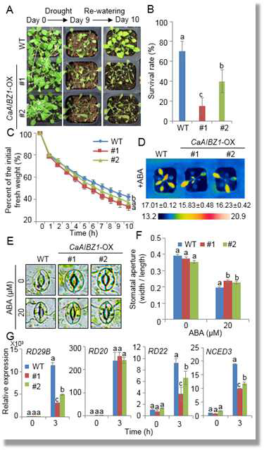 Reduced tolerance of CaAIBZ1-OX plants to drought stress