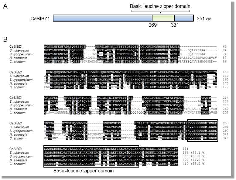 Alignment of CaSIBZ1