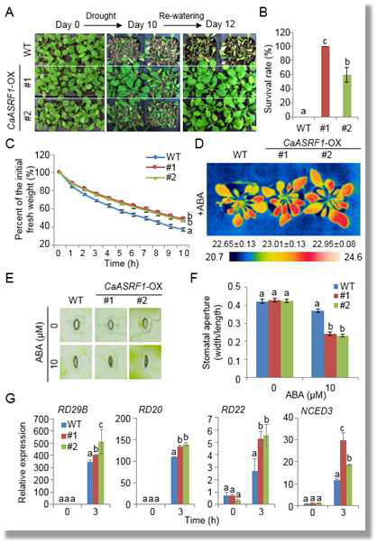 Enhanced tolerance of CaASRF1-OX plants to drought stress