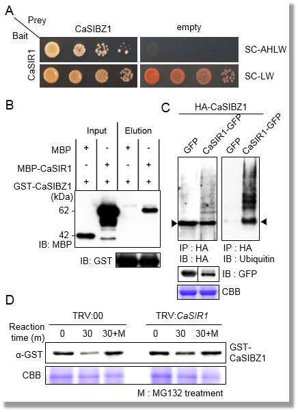 Interaction between CaSIBZ1 and CaSIR1