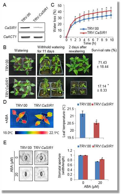 Reduced tolerance of CaSIR1-silenced pepper plants to drought stress