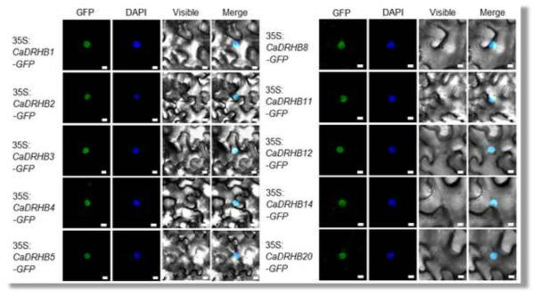 Subcellular localization of GFP-tagged CaDRHB proteins in leaves of N . benthamiana plant