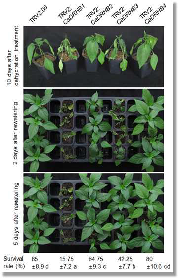 Dehydration tolerance of CaDRHB-silenced pepper plants