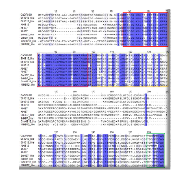 Multiple sequence alignment of CaDRHB1 with its homologous proteins from other plant species. Red box, Homeodomain; Orange box, Homeodomain-associated leucine zipper; Green, AHA motif