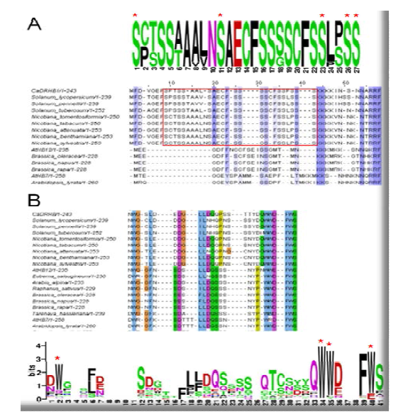Conserved amino acid residues of serine-rich domain and AHA motif outside HD and HALZ