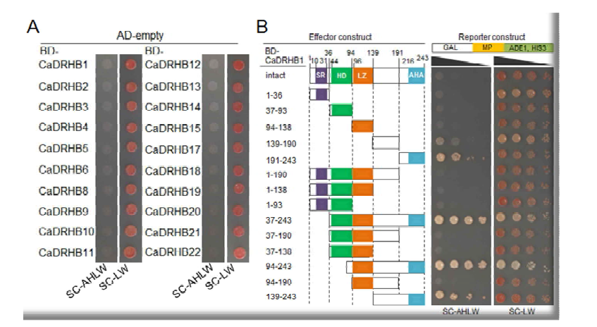 Transactivation of CaDRHB genes in yeast (A) and CaDRHB1 gene deletion assay (B)
