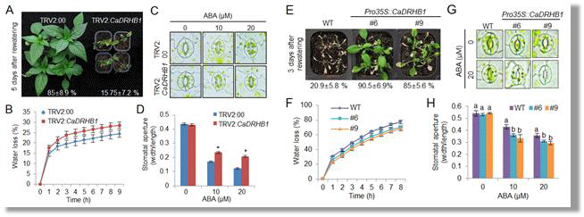 Regulation of dehydration stress tolerance by silencing and overexpressing CaDRHB1 gene