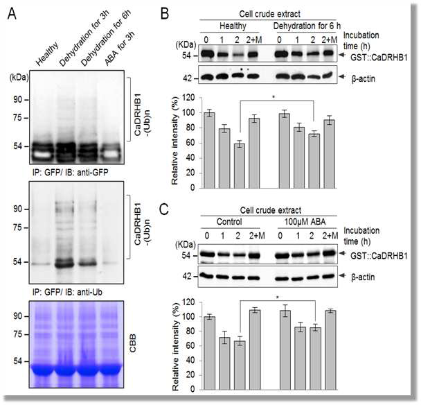 Regulation of CaDRHB1 protein stability in response to drought and ABA treatment