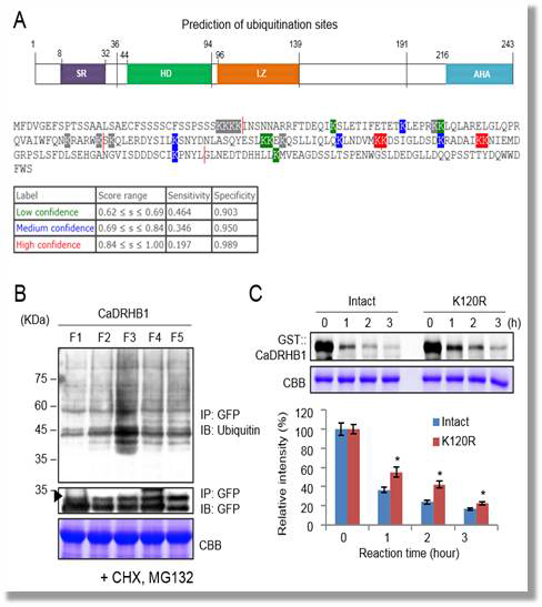 K120 residue in fragment 3 is predominantly responsible for ubiquitination of CaDRHB1