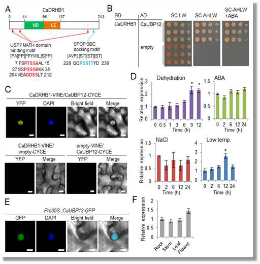 Interaction of CaDRHB1 with CaUBP12