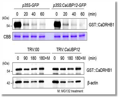 Cell free degradation assay of CaDRHB1 protein with crude extracts from CaUBP12-overexpressing and silenced pepper leaves