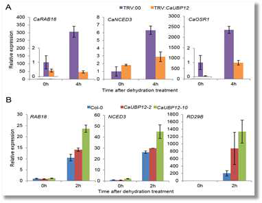 Dehydration-responsive gene expression in CaUBP12-silenced pepper and CaUBP12-OX Arabidopsis plants