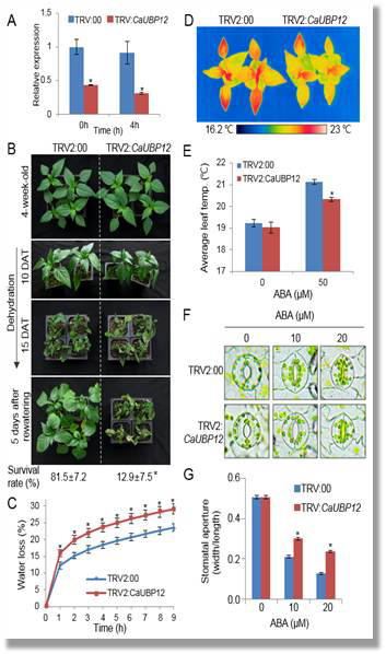 Drought tolerance of CaUBP12- silenced pepper plants