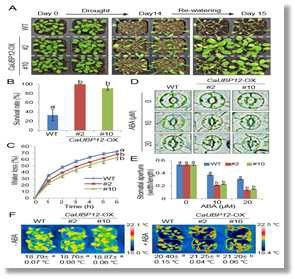 Drought tolerance of CaDRHB1-overexpressing Arabidopsis plants