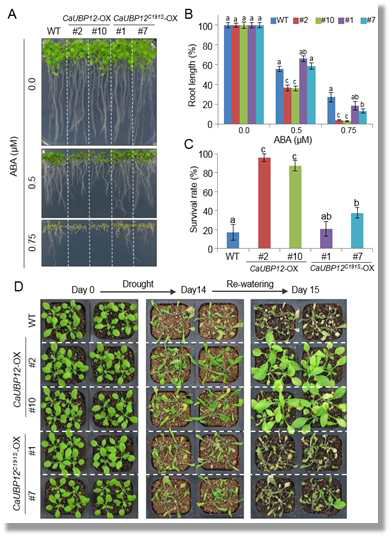 CaUBP12 activity is essential for drought tolerance