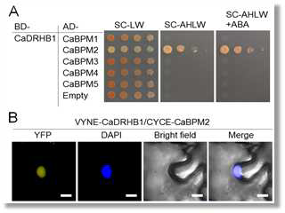 Interaction of CaDRHB1 with CaBPM2