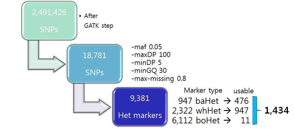 GBS 데이터 filtering 및 유전지도 제작용 hetero 마커 선발