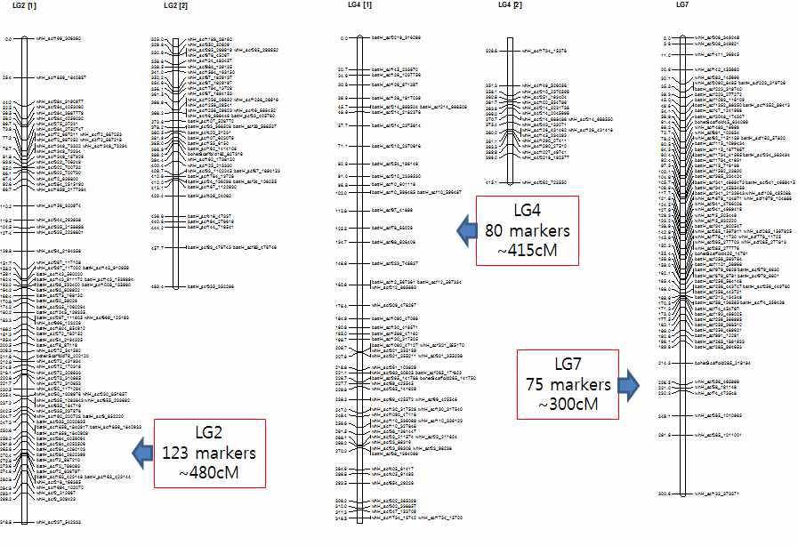 배 linkage groups 2, 4, 7의 linkage map 예시