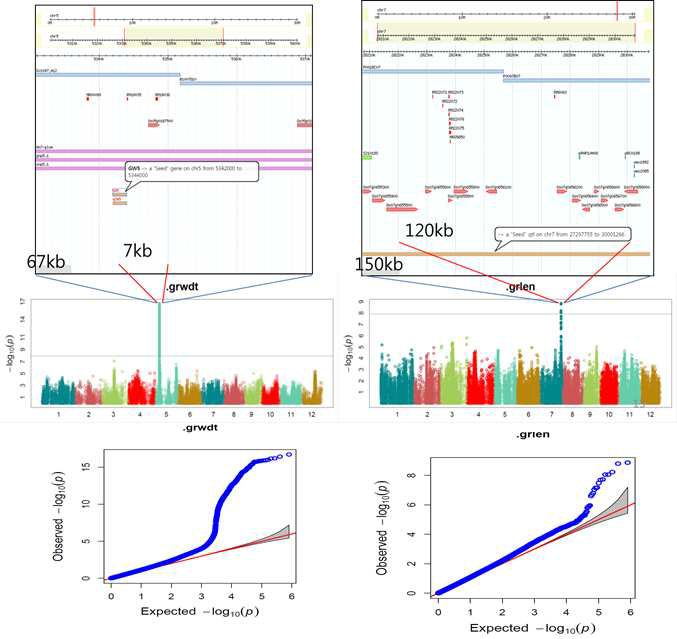 rice GWAS analysis of grain width, grain length and Q-Q plot