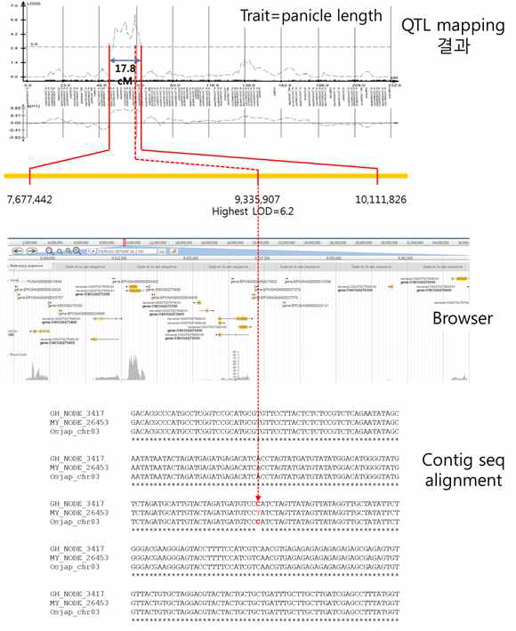 벼 panicle length QTL mapping 결과 및 마커주변 표준유전체 annotation