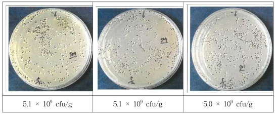 The counts of customized lactic acid bacteria powder