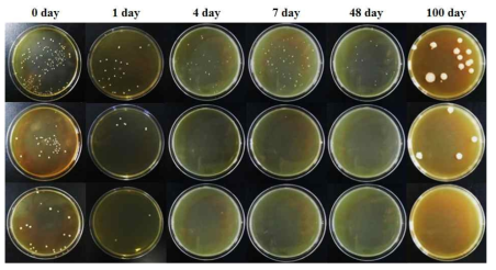 Dominant microbes in rye silage during fermentation