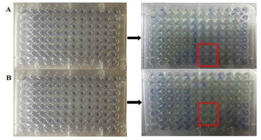 Anlaysis of pH change by microbes using BPB dye. A: at 0 and 1 day, B: at 4, 7, 48 and 100 days after fermentation