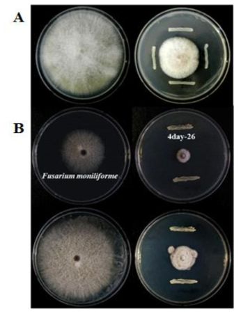 Antifungal activity against mycotoxin producing Fusarium moniliforme. A: The first antifungal screening against Fusarium moniliforme B: Antifungal activity of the selected strain, 4days-26