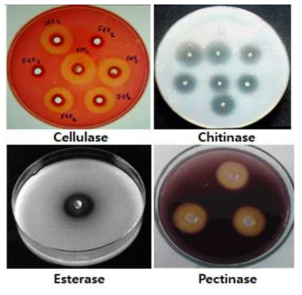 Example of high-throughput screening based on plate-assay