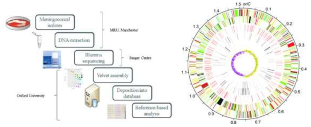 Simple of bacterial genome sequencing