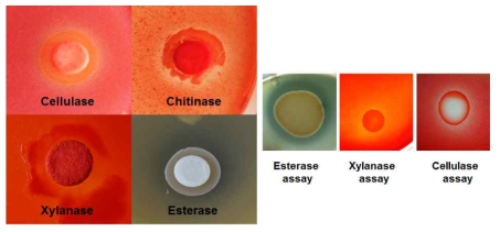 Test of cellulase, xylanase and esterase activities