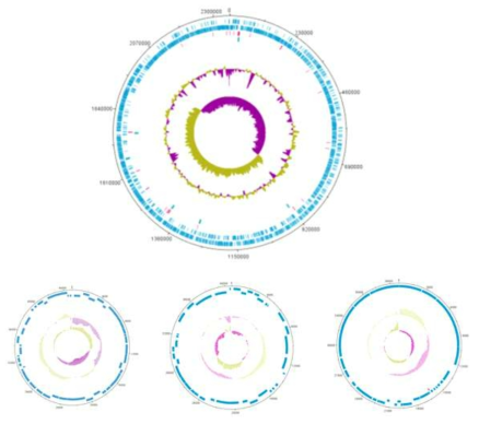 Feature of a chromosome and three plasmid of 100D8 strain