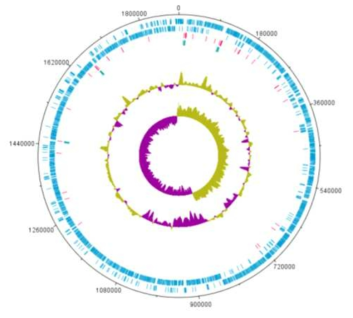 Chromosome map of 5H4 strain