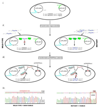 Course of mutagenesis by CRISPR-Cas9 system