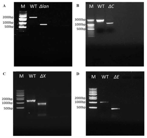 PCR confirm of each deletion genes. A: anthionine B: cellulase C: xylanase D: esterase